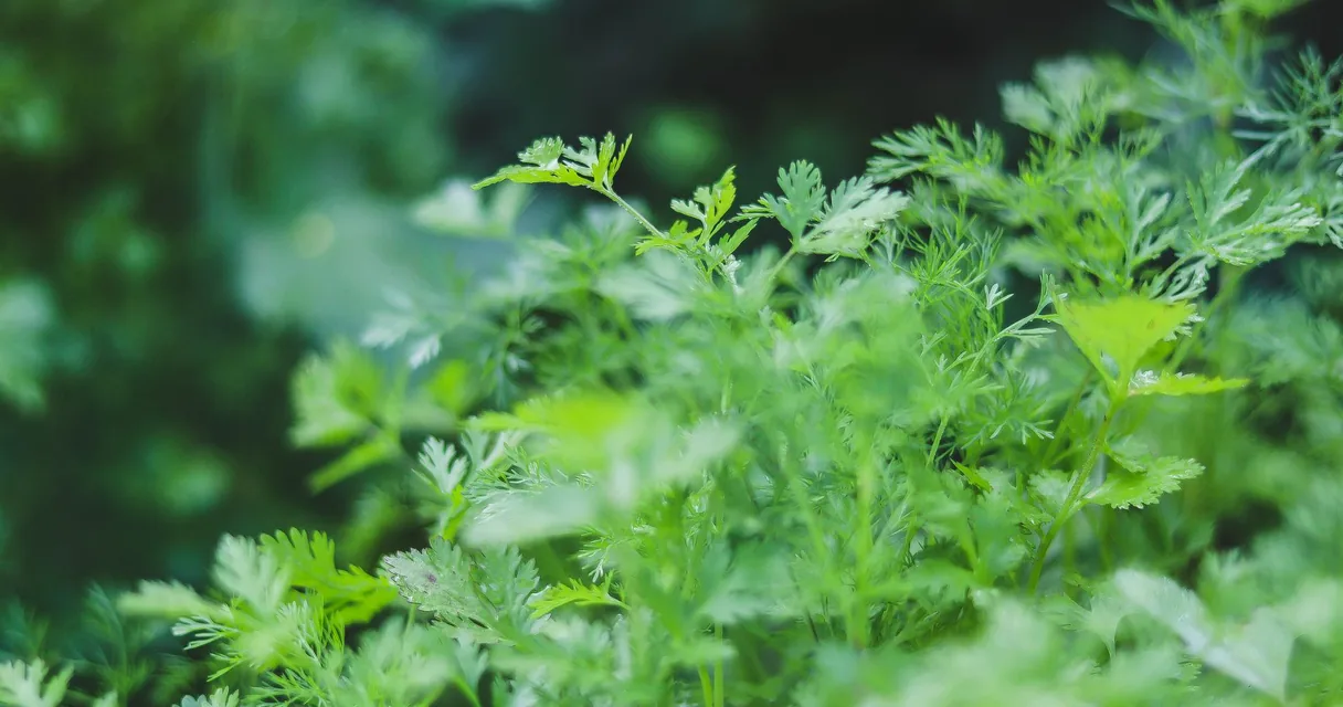 Folhas verdes de coentro em close, ilustrando como plantar coentro