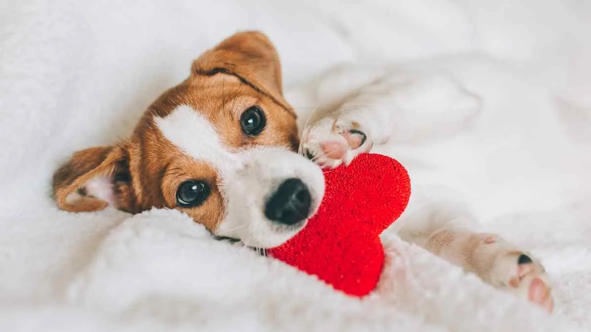Quando levar o cão ao veterinário? | Sinais de alerta