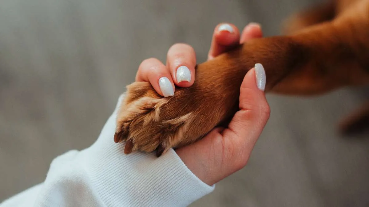 Como saber se o cachorro quebrou a pata