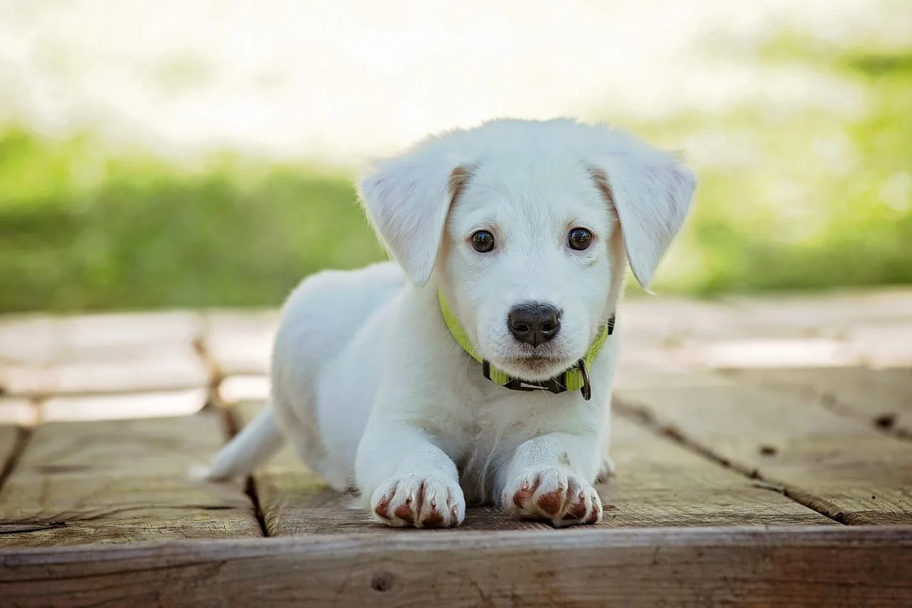 Nome científico do cão e curiosidades importantes