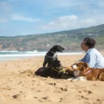 Animais de companhia robustos com temperamento dócil