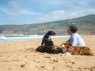 Animais de companhia robustos com temperamento dócil