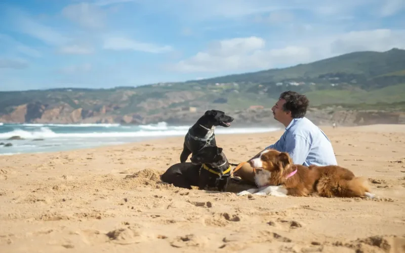 Animais de companhia robustos com temperamento dócil