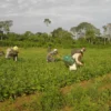 Agricultura familiar do DF: R$ 1 bilhão e orgulho no campo